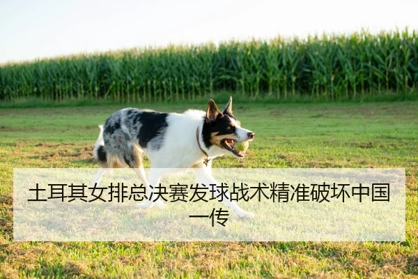 土耳其女排总决赛发球战术精准破坏中国一传